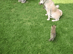 Dwa liski i ich przyrodnia mama