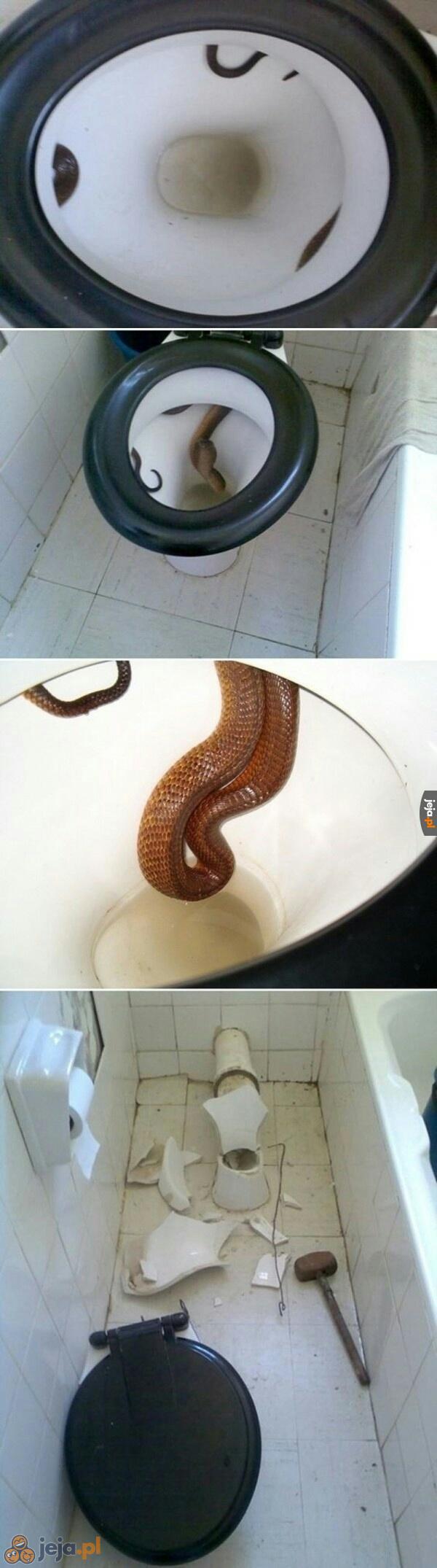 Niespodzianka w toalecie
