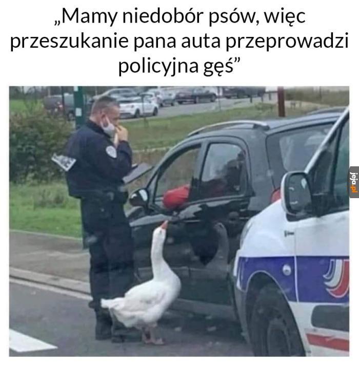 Ciekawe jak u nich z węchem