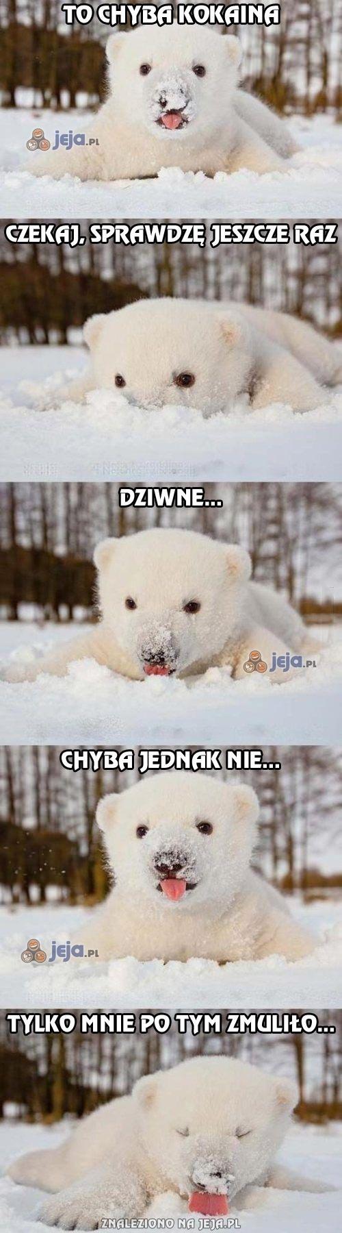 Miś polarny wciąga śnieg