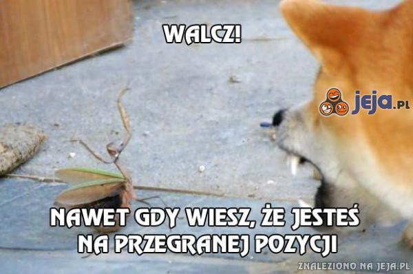 Walcz!