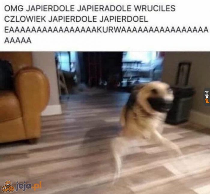 Psy takie są