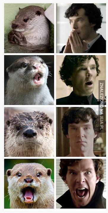 Czy wiesz, że Benedict Cumberbatch potajemnie jest wydrą?