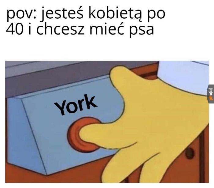 York to w sumie taki odpowiednik patusa u psów - mały i na wszystkich szczeka