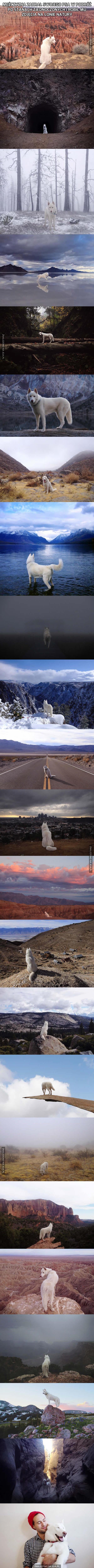 Fotografie psa w pięknych miejscach