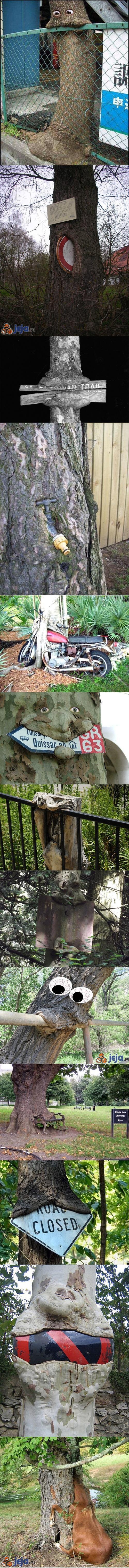 Wszystkożerne drzewa