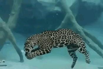 Podwodny jaguar