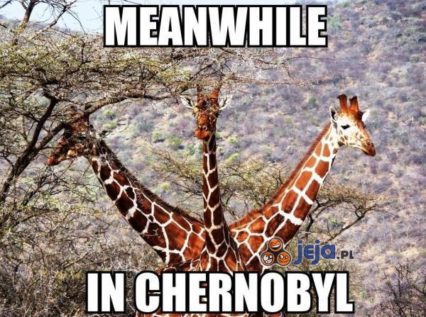 Tymczasem w Czarnobylu