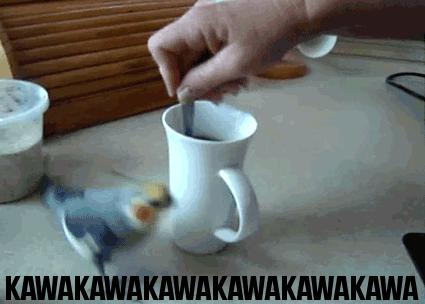 Uzależniona od kawy - Papużka