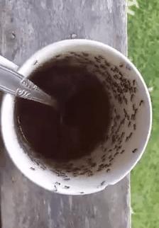 Kawa + mrówki