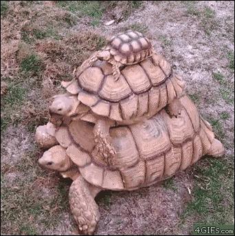 Żółwia wieża