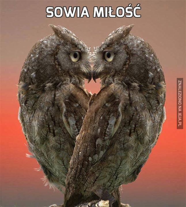 Sowia miłość