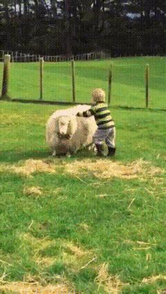 Jeźdźcy owiec