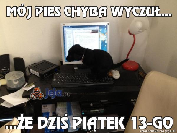 Mój pies chyba wyczuł...