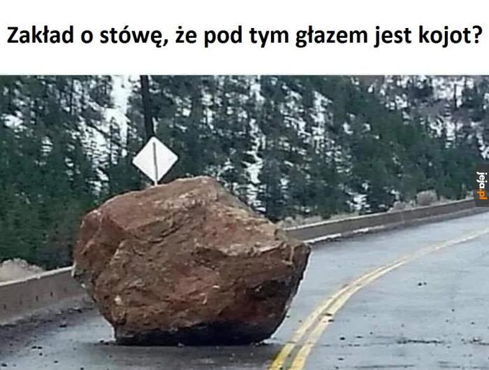 Kumaci śpiewają "anielski orszak"