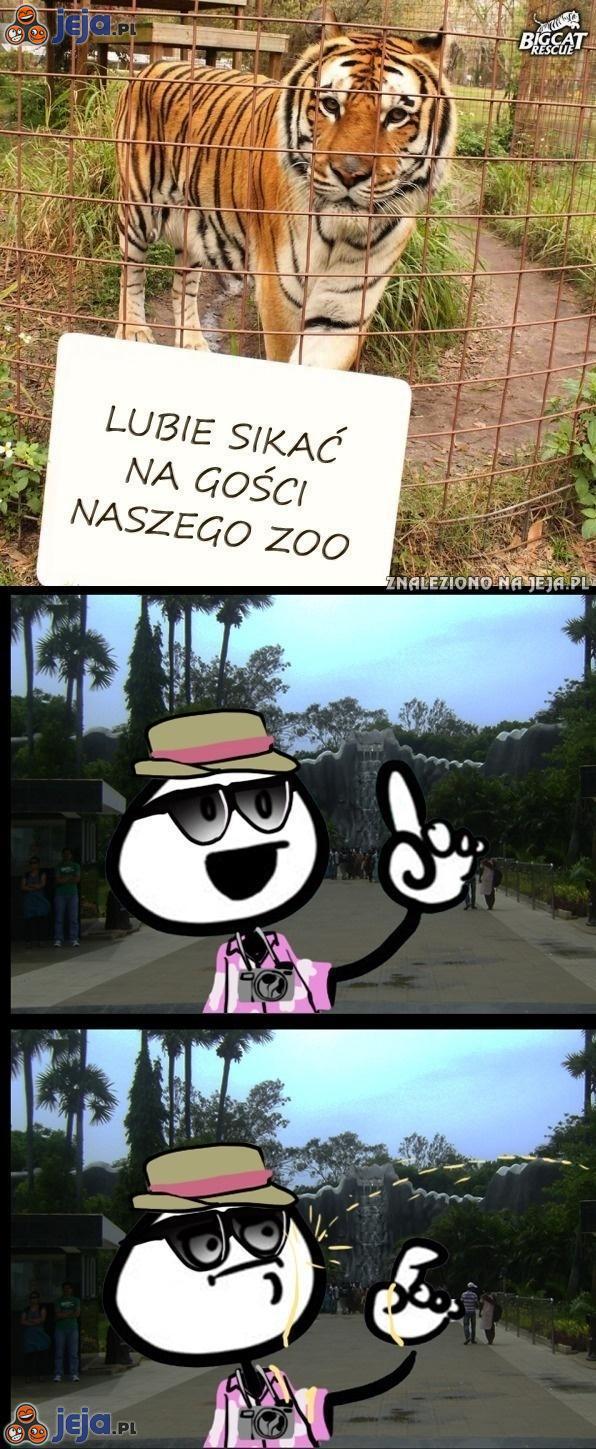 Tygrys, który mści się za umieszczenie w ZOO