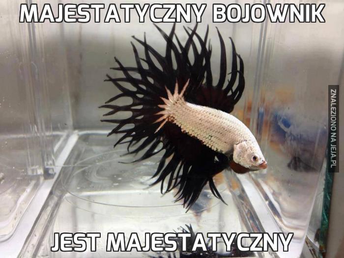 Majestatyczny bojownik