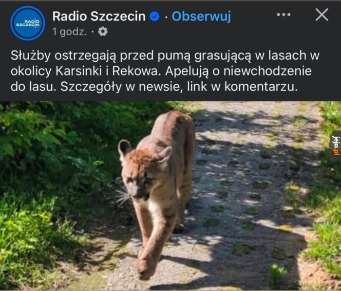 Słyszeliście o wybryku pumy?
