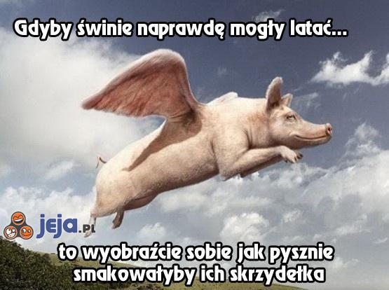 Latające świnie