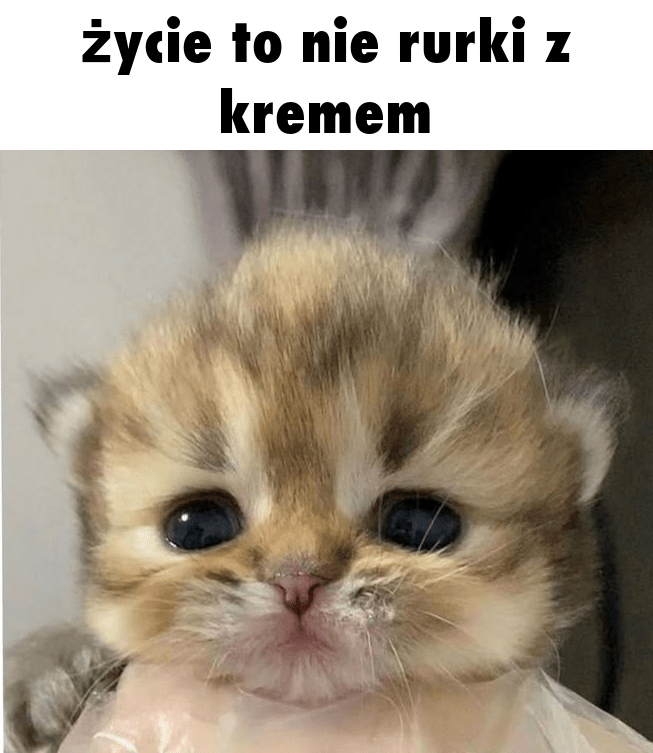 To nie różowy miś
