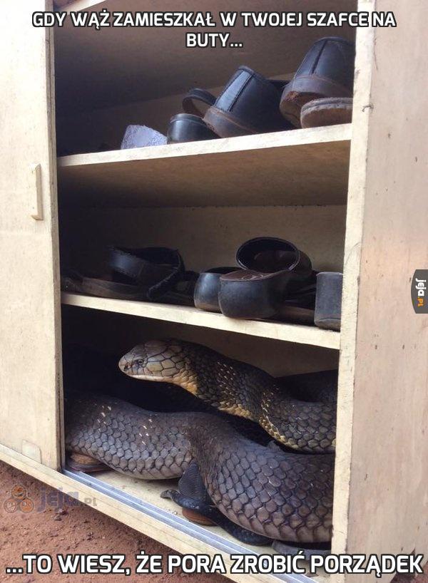 Gdy wąż zamieszkał w Twojej szafce na buty...