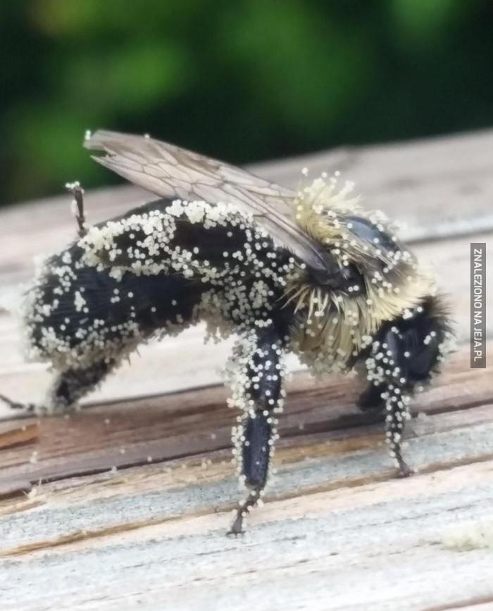 Pszczoła pokryta pyłkiem