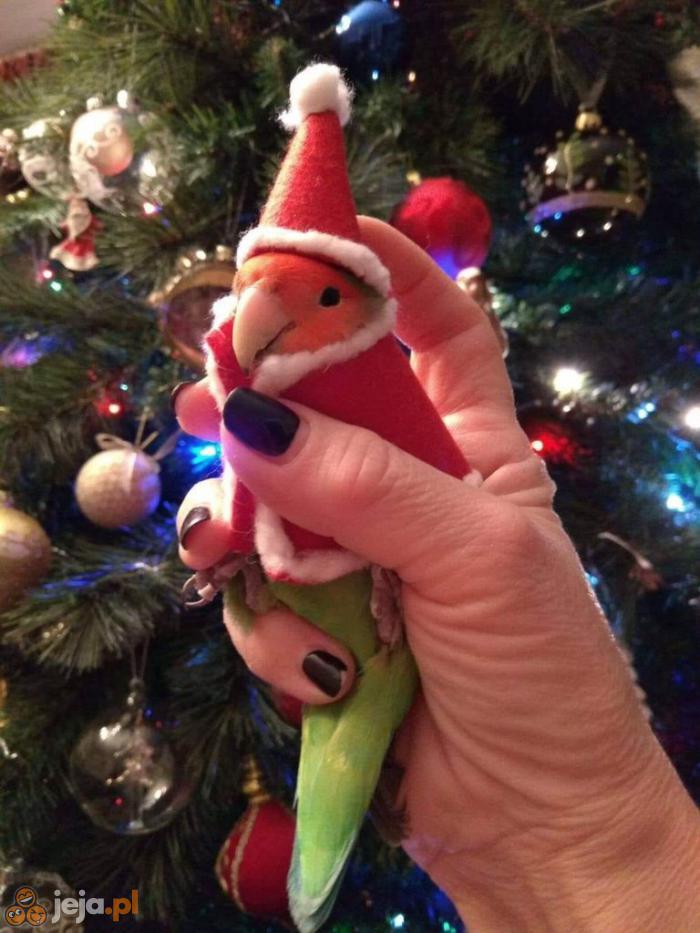 Świąteczna papuga
