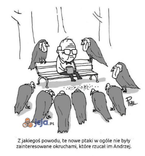 Dziwne ptaki w parku