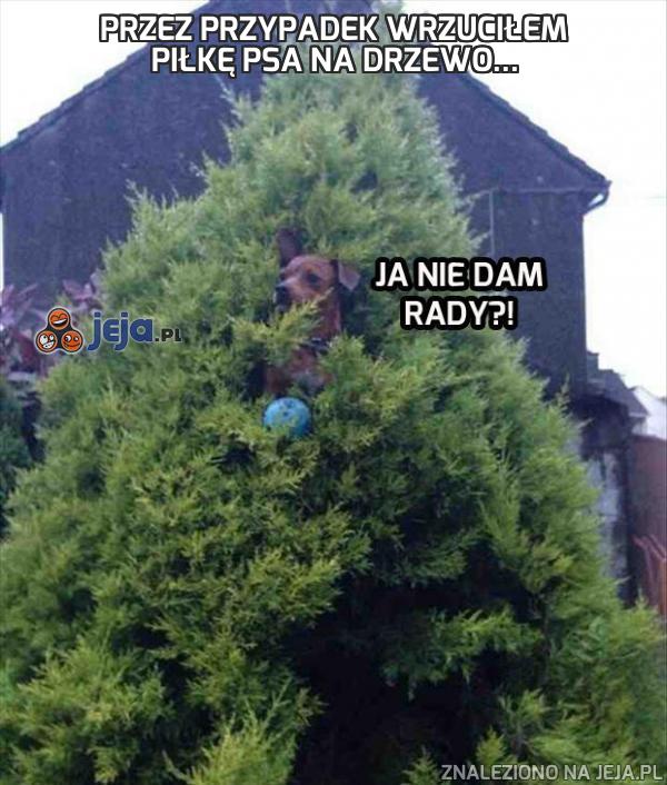 Przez przypadek wrzuciłem piłkę psa na drzewo...