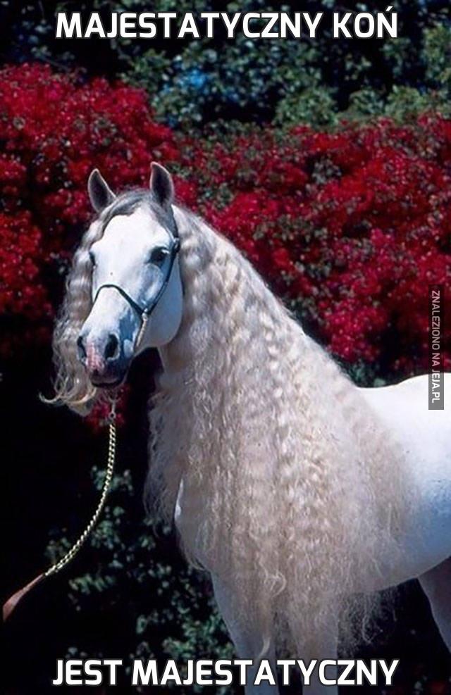 Majestatyczny koń