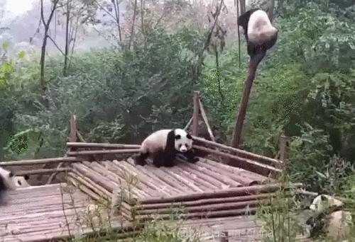 Dlatego pandy są zagrożone wyginięciem