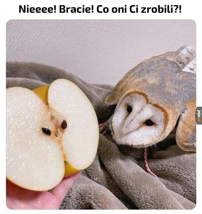 Sówek w antonówkę zaklęty