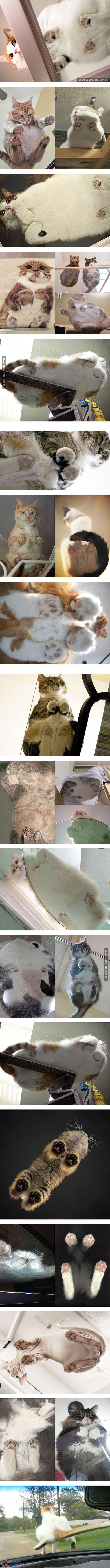 Koty vs szkło