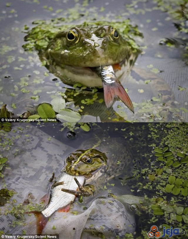 Sprytna żaba