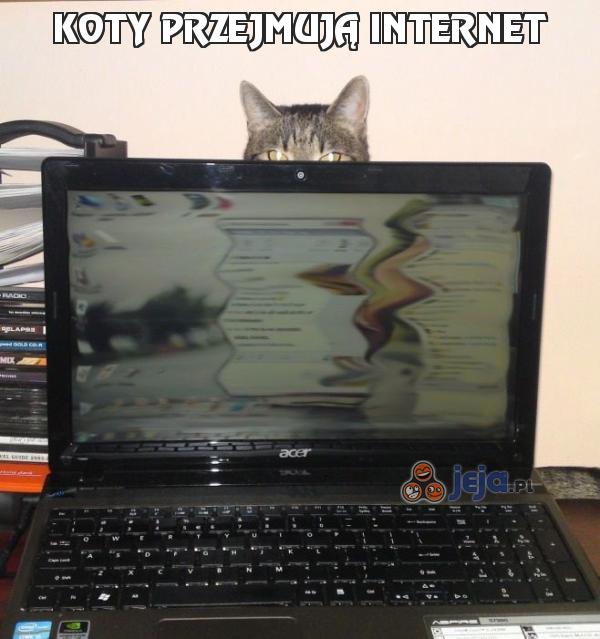 Koty przejmują internet
