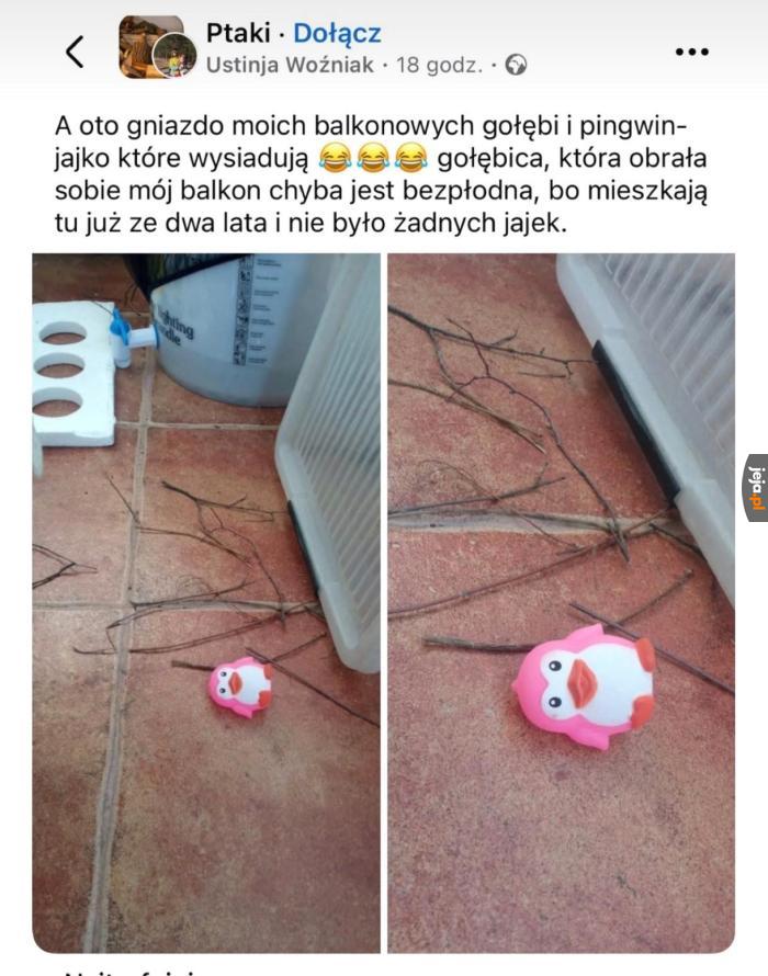 Gołębie to najlepsi budowniczy