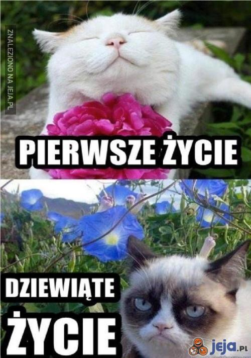 Kocie życie