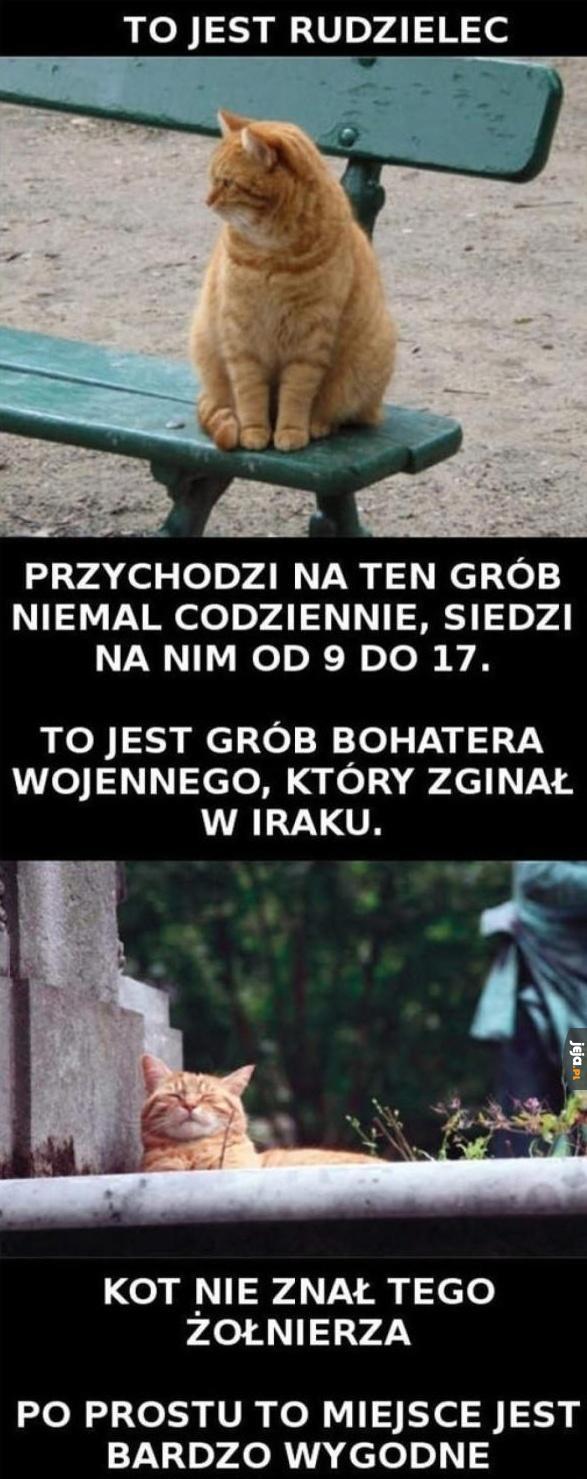 Kot jak każdy inny