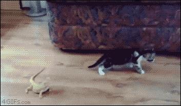 Kot vs jaszczurka