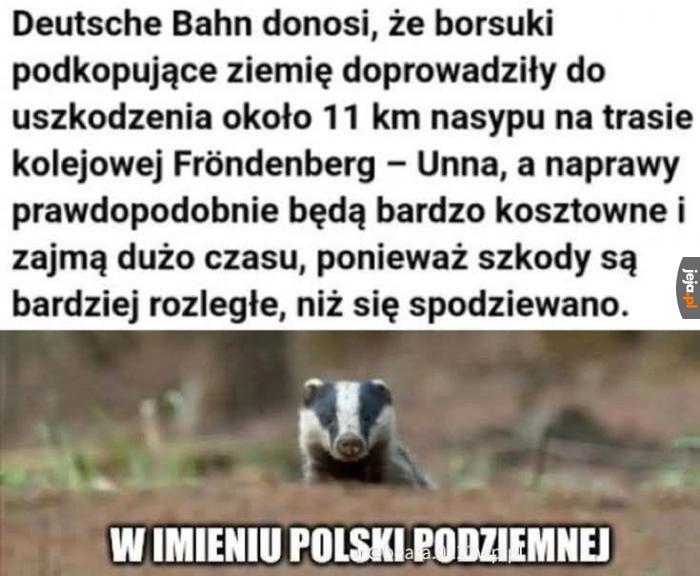 Nie zadzieraj z borsukiem