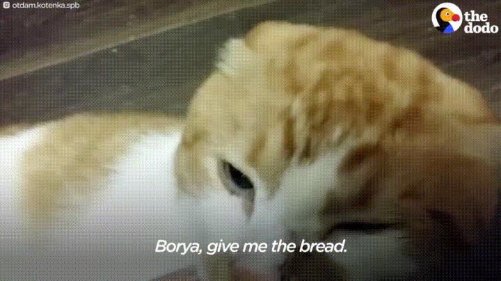Ten kot nie odejdzie bez chleba
