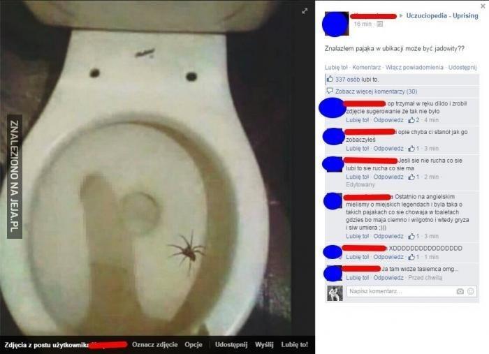 Jadowity pająk