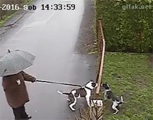 Sapałeś do mojego psa, wszarzu?!