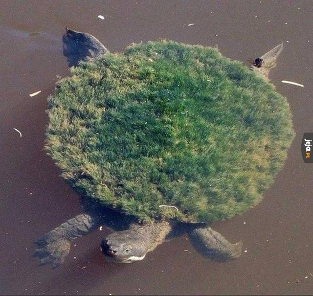 Prywatna wyspa żółwia