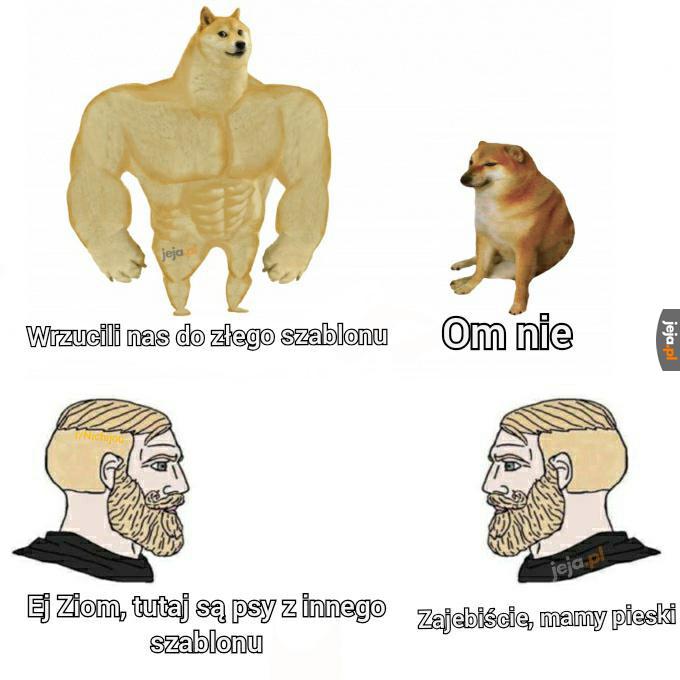 Pieski są fajne