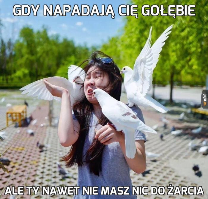 Gdy napadają Cię gołębie