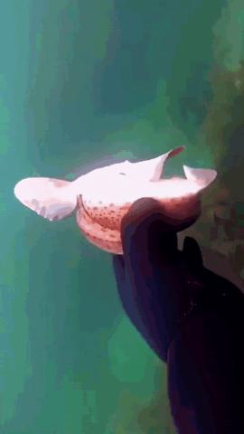 Donat morski
