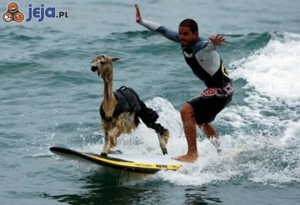 Surfing lama