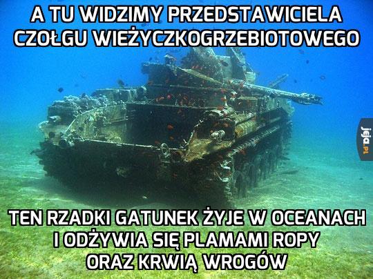 Niezwykle rzadki gatunek