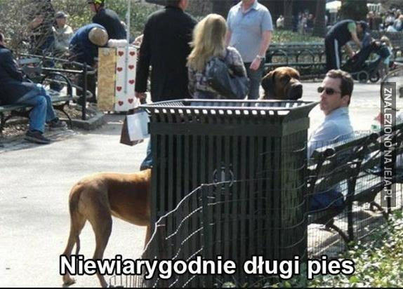 Niewiarygodnie długi pies